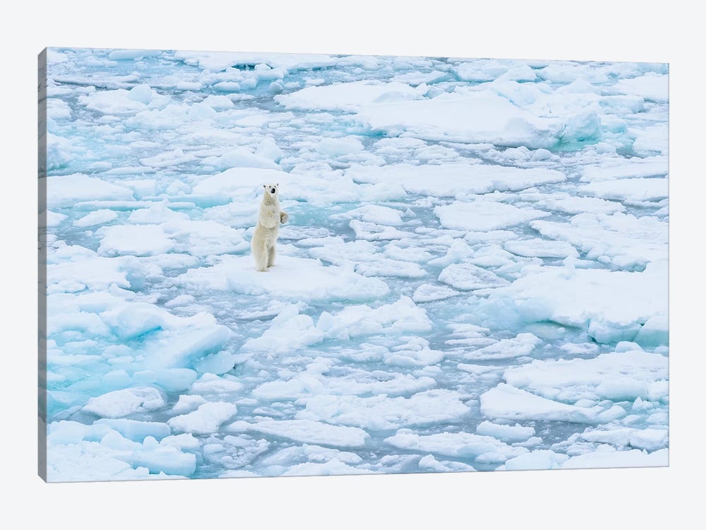 Norway, Svalbard, 82 Degrees North. Curious Polar Bear Taking A Stand. by Yuri Choufour 1-piece Art Print