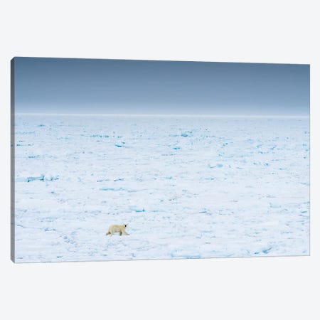 Norway, Svalbard, 82 Degrees North. Polar Bear Moves Across The Landscape. Canvas Print #YCH135} by Yuri Choufour Canvas Wall Art