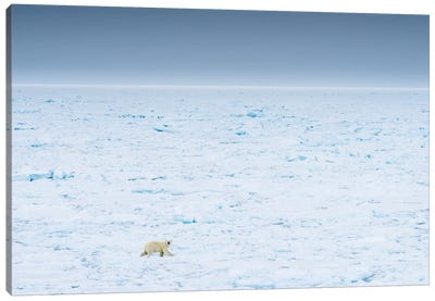 Norway, Svalbard, 82 Degrees North. Polar Bear Moves Across The Landscape. Canvas Art Print - Yuri Choufour