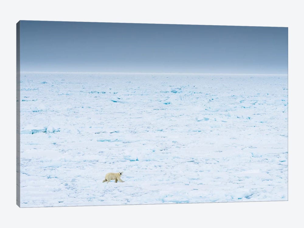Norway, Svalbard, 82 Degrees North. Polar Bear Moves Across The Landscape. by Yuri Choufour 1-piece Canvas Artwork