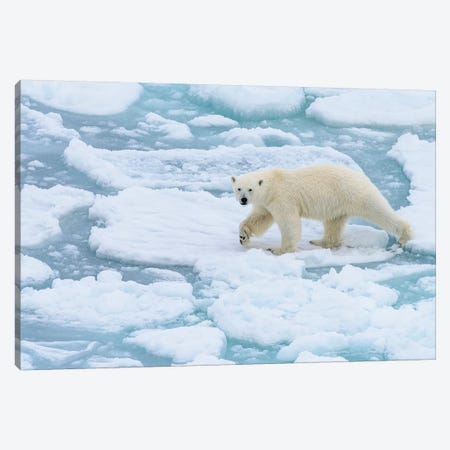 Norway, Svalbard, 82 Degrees North. Polar Bear On The Move. Canvas Print #YCH136} by Yuri Choufour Canvas Art
