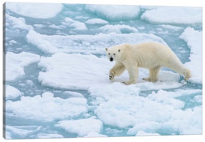 Norway, Svalbard, 82 Degrees North. Polar Bear On The Move. Canvas Art Print - Yuri Choufour