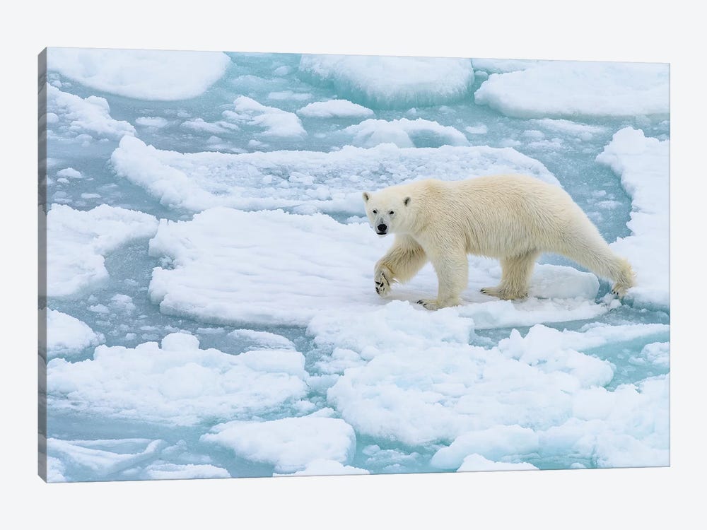 Norway, Svalbard, 82 Degrees North. Polar Bear On The Move. by Yuri Choufour 1-piece Art Print