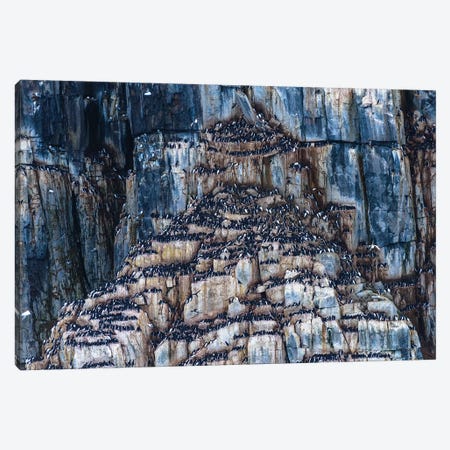 Norway, Svalbard, Spitsbergen, Alkefjellet. Thick-Billed Murre Colony. Canvas Print #YCH137} by Yuri Choufour Canvas Wall Art