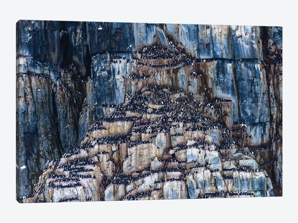 Norway, Svalbard, Spitsbergen, Alkefjellet. Thick-Billed Murre Colony. by Yuri Choufour 1-piece Canvas Wall Art
