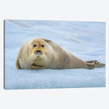 Norway, Svalbard, Spitsbergen. 14Th July Glacier, Young Bearded Seal Hauled Out On An Iceberg. Canvas Print #YCH140} by Yuri Choufour Canvas Wall Art