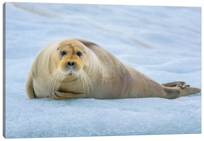 Norway, Svalbard, Spitsbergen. 14Th July Glacier, Young Bearded Seal Hauled Out On An Iceberg. Canvas Art Print - Yuri Choufour