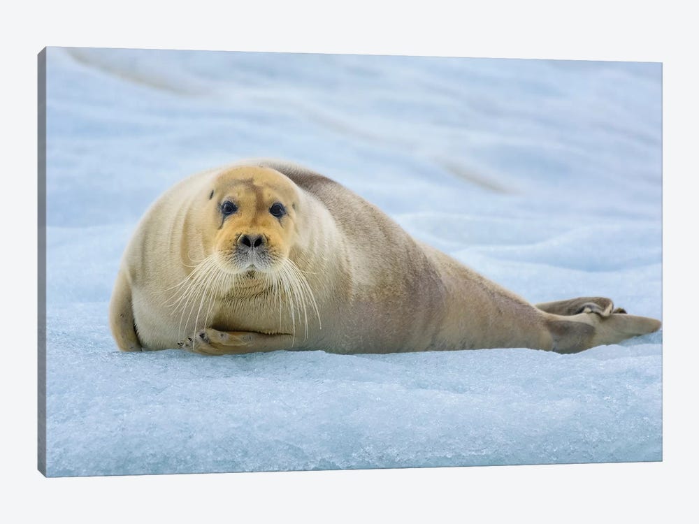 Norway, Svalbard, Spitsbergen. 14Th July Glacier, Young Bearded Seal Hauled Out On An Iceberg. by Yuri Choufour 1-piece Canvas Artwork