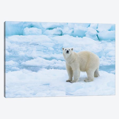 Norway, Svalbard. Sea Ice Edge, 82 Degrees North, Polar Bear Casting Curious Look. Canvas Print #YCH148} by Yuri Choufour Canvas Art