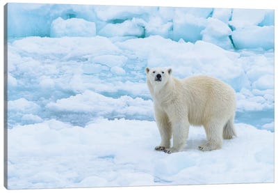Norway, Svalbard. Sea Ice Edge, 82 Degrees North, Polar Bear Casting Curious Look. Canvas Art Print - Yuri Choufour