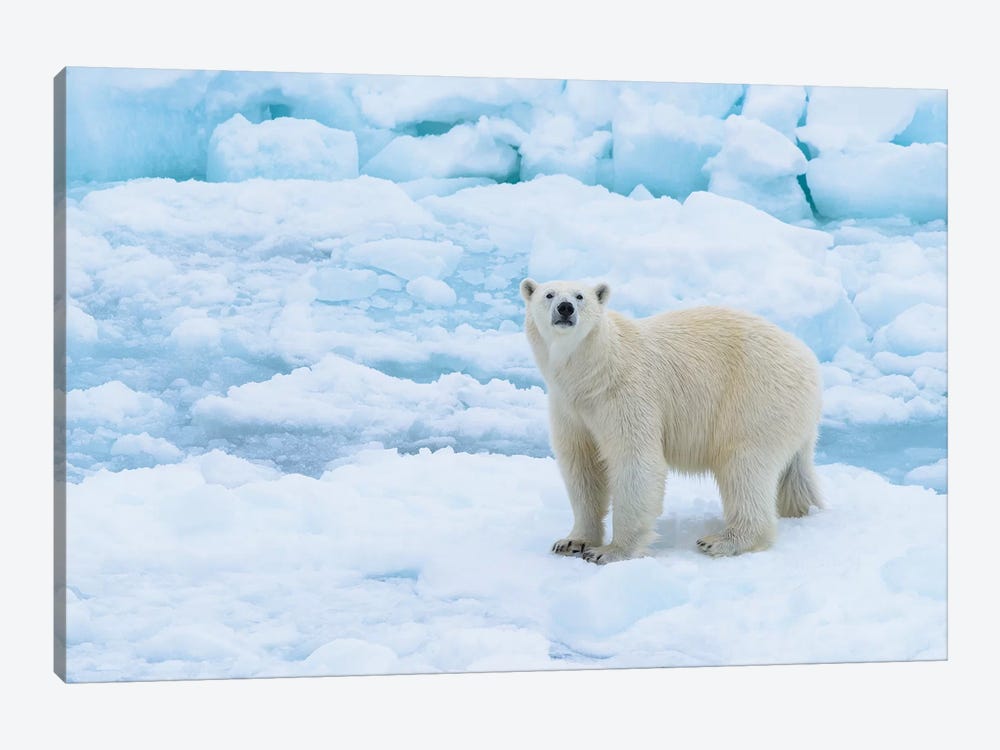 Norway, Svalbard. Sea Ice Edge, 82 Degrees North, Polar Bear Casting Curious Look. by Yuri Choufour 1-piece Canvas Artwork