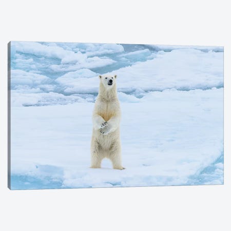 Norway, Svalbard. Sea Ice Edge, 82 Degrees North, Polar Bear Stands Up. Canvas Print #YCH149} by Yuri Choufour Canvas Art