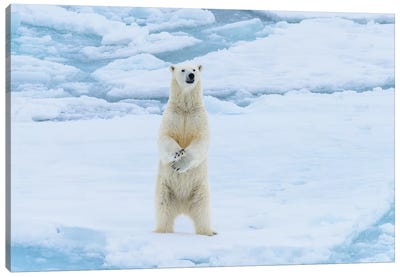 Norway, Svalbard. Sea Ice Edge, 82 Degrees North, Polar Bear Stands Up. Canvas Art Print - Yuri Choufour