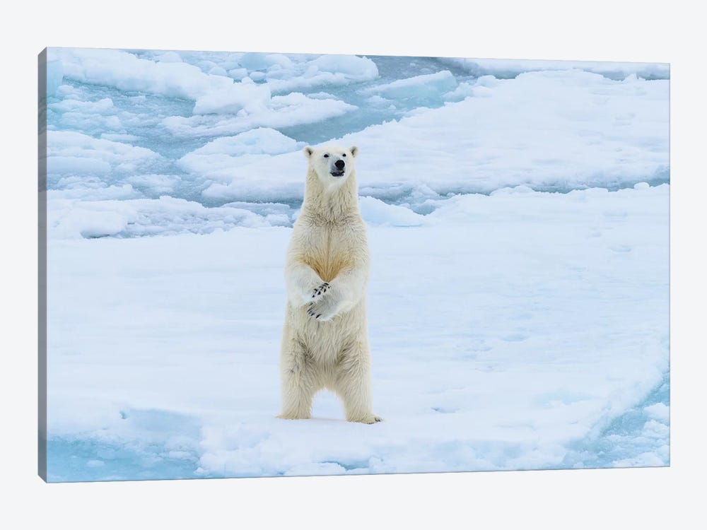 Norway, Svalbard. Sea Ice Edge, 82 Degrees North, Polar Bear Stands Up. by Yuri Choufour 1-piece Canvas Print