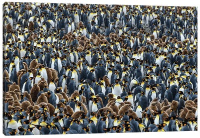 Salisbury Plain, South Georgia Island. Dense King Penguin Colony. Canvas Art Print - Yuri Choufour