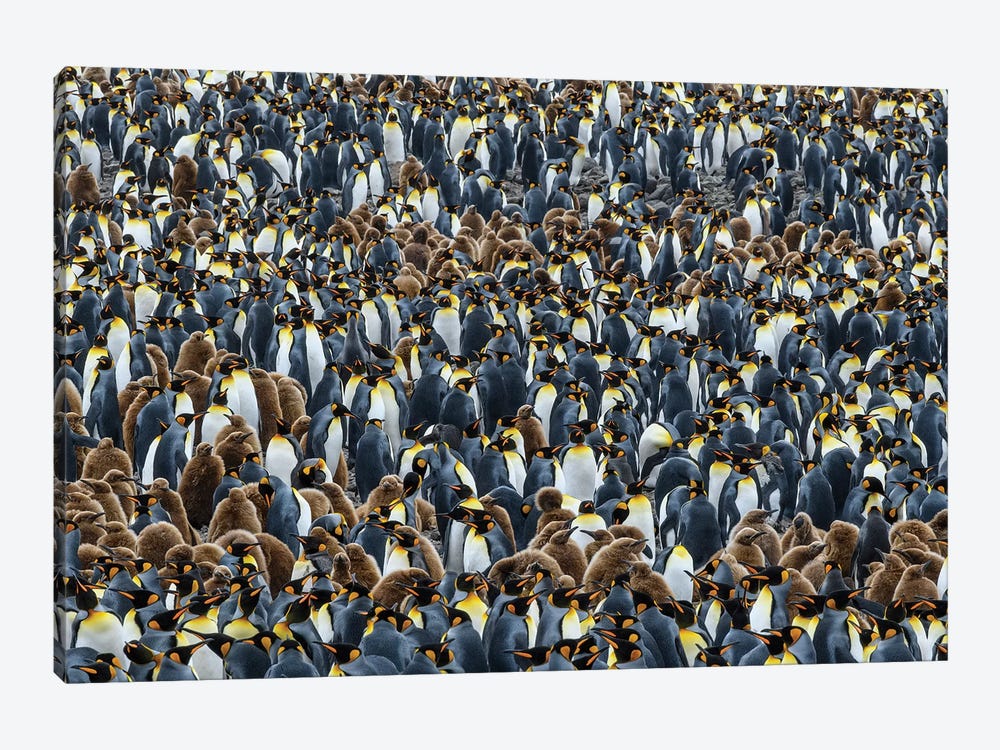 Salisbury Plain, South Georgia Island. Dense King Penguin Colony. by Yuri Choufour 1-piece Art Print