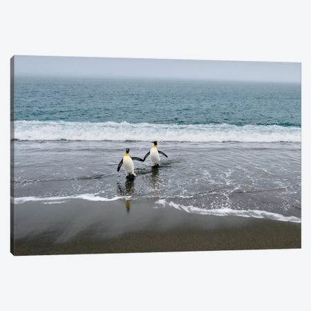 Salisbury Plain, South Georgia Island. King Penguins Arriving From The Sea. Canvas Print #YCH151} by Yuri Choufour Art Print