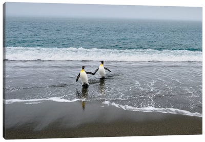 Salisbury Plain, South Georgia Island. King Penguins Arriving From The Sea. Canvas Art Print - Yuri Choufour