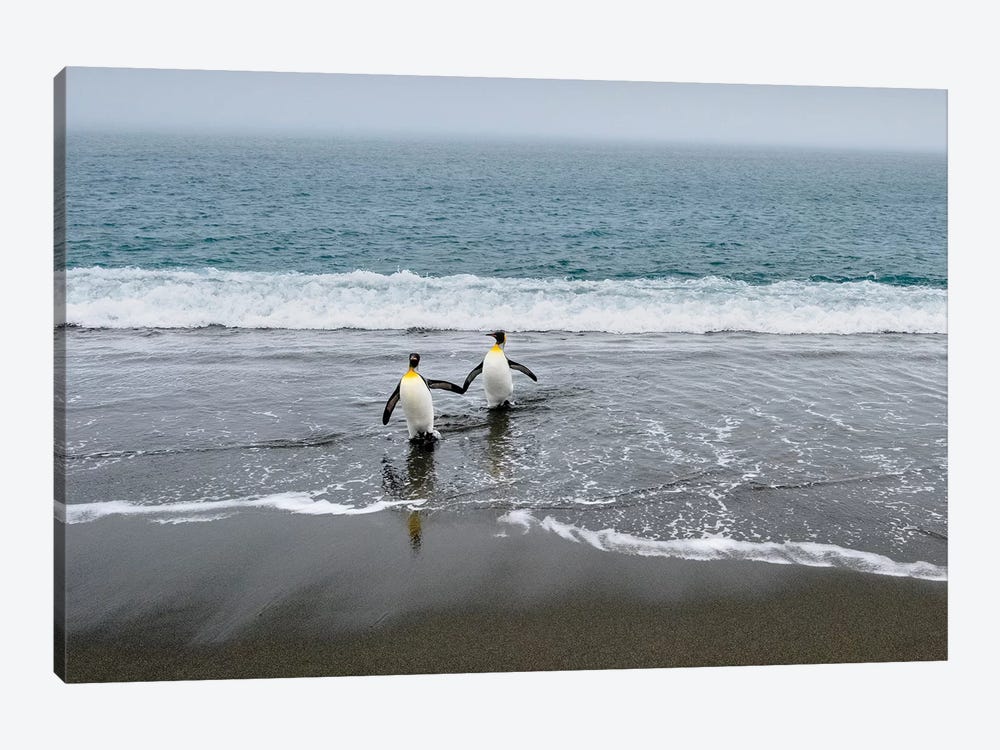 Salisbury Plain, South Georgia Island. King Penguins Arriving From The Sea. by Yuri Choufour 1-piece Canvas Wall Art