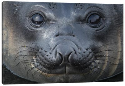 South Georgia Island, Gold Harbour. Elephant Seal Pup. Canvas Art Print - Yuri Choufour