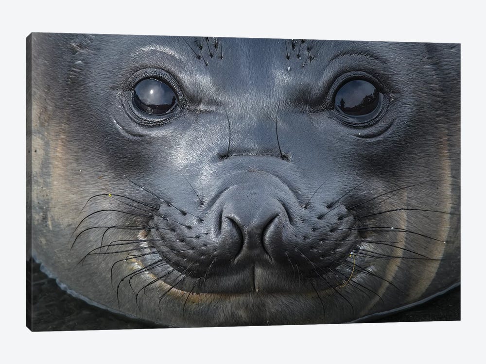South Georgia Island, Gold Harbour. Elephant Seal Pup. by Yuri Choufour 1-piece Art Print