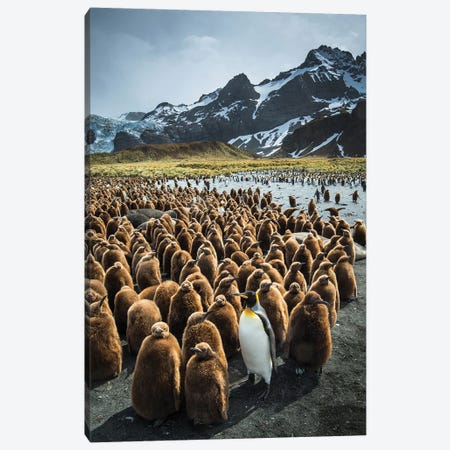 South Georgia Island, Gold Harbour. King Penguin Adult And Chicks. Canvas Print #YCH155} by Yuri Choufour Canvas Wall Art
