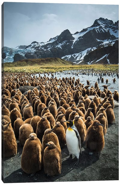 South Georgia Island, Gold Harbour. King Penguin Adult And Chicks. Canvas Art Print - Yuri Choufour
