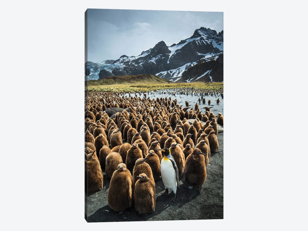 South Georgia Island, Gold Harbour. King Penguin Adult And Chicks. by Yuri Choufour 1-piece Canvas Wall Art