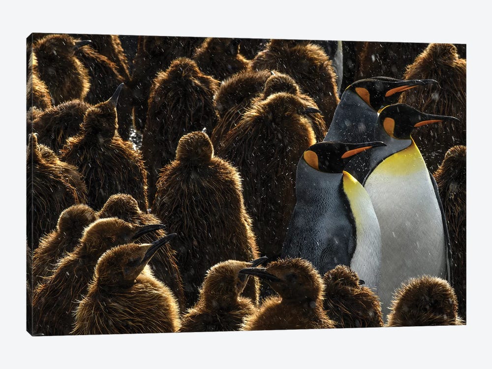 South Georgia Island, Gold Harbour. King Penguin Colony. by Yuri Choufour 1-piece Canvas Wall Art