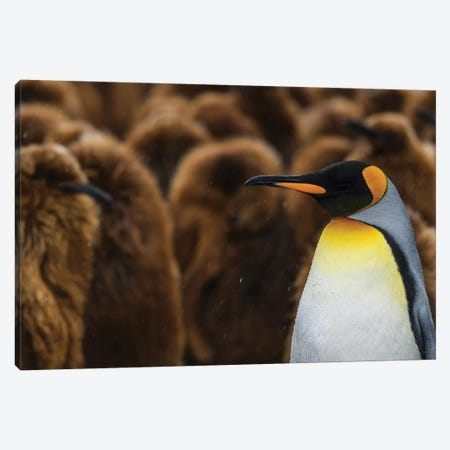South Georgia Island, Gold Harbour. King Penguin Colony. Canvas Print #YCH158} by Yuri Choufour Canvas Art Print