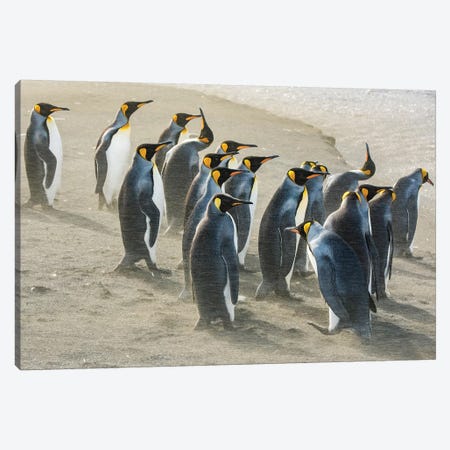 South Georgia Island, Gold Harbour. King Penguins Sandblasted By Katabatic Winds. Canvas Print #YCH159} by Yuri Choufour Canvas Art Print