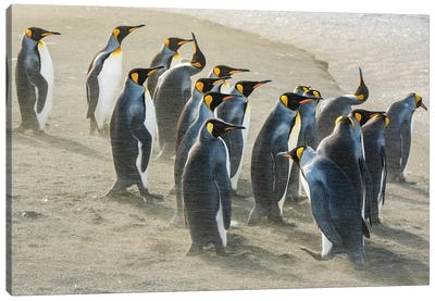 South Georgia Island, Gold Harbour. King Penguins Sandblasted By Katabatic Winds. Canvas Art Print - Yuri Choufour
