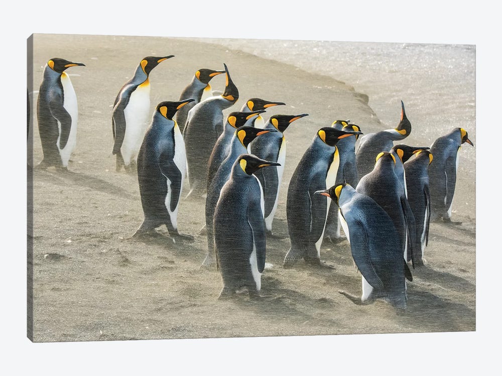 South Georgia Island, Gold Harbour. King Penguins Sandblasted By Katabatic Winds. by Yuri Choufour 1-piece Canvas Wall Art