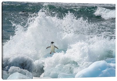 Antarctica, Antarctic Peninsula, Brown Bluff Adelie Penguin, Crashing Wave. Canvas Art Print - Yuri Choufour