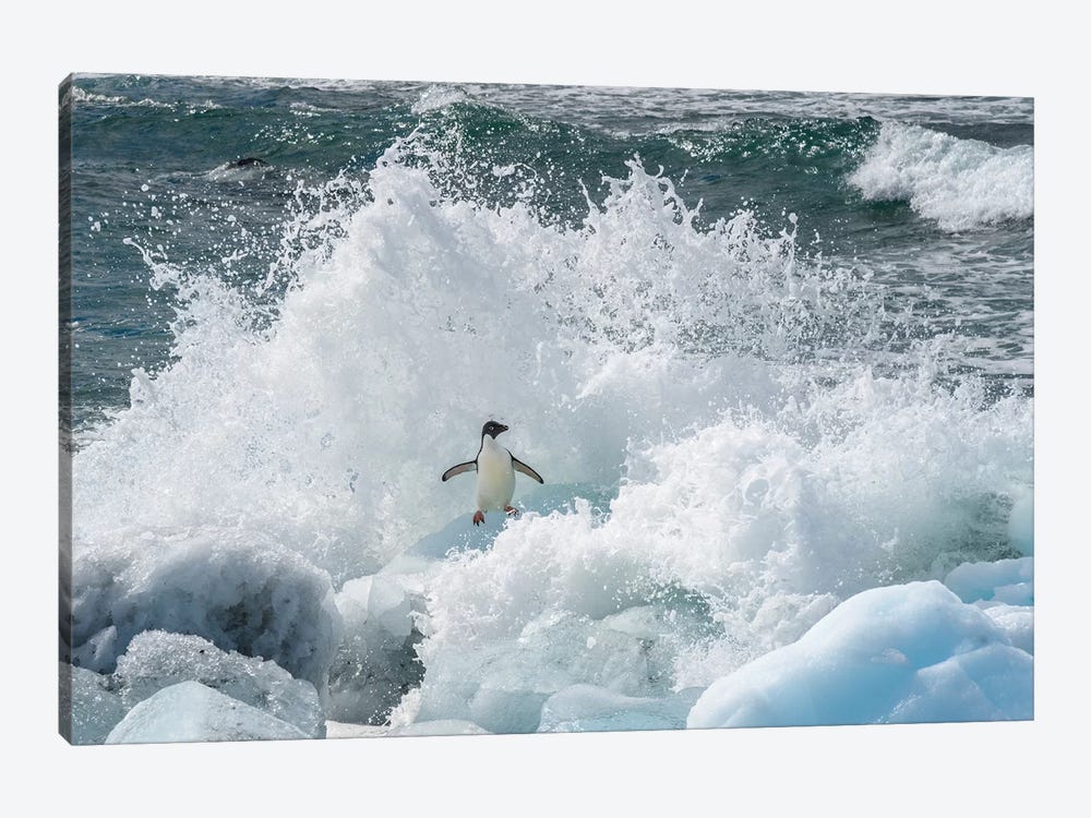 Antarctica, Antarctic Peninsula, Brown Bluff Adelie Penguin, Crashing Wave. by Yuri Choufour 1-piece Art Print