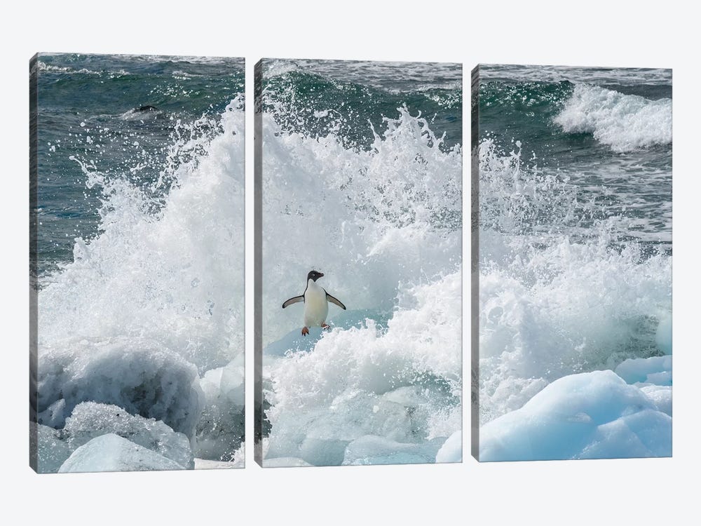 Antarctica, Antarctic Peninsula, Brown Bluff Adelie Penguin, Crashing Wave. by Yuri Choufour 3-piece Art Print