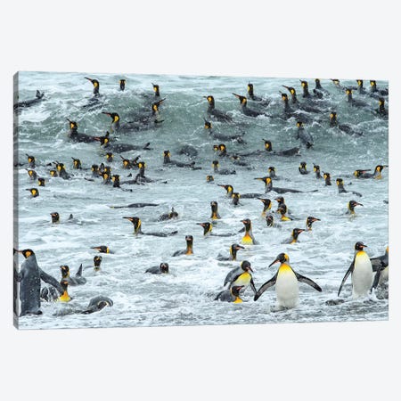 South Georgia Island, King Penguins Surf And Bath At Waters Edge. Canvas Print #YCH160} by Yuri Choufour Canvas Art