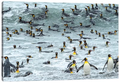 South Georgia Island, King Penguins Surf And Bath At Waters Edge. Canvas Art Print - Yuri Choufour