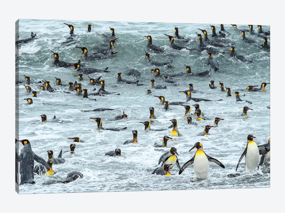 South Georgia Island, King Penguins Surf And Bath At Waters Edge. by Yuri Choufour 1-piece Canvas Artwork
