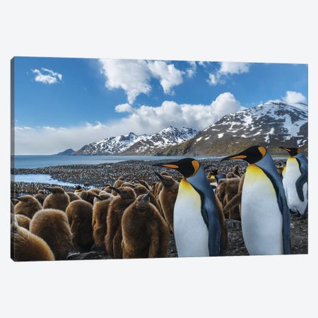 South Georgia Island, St. Andrews Bay. King Penguin Colony. Canvas Print #YCH162} by Yuri Choufour Canvas Artwork