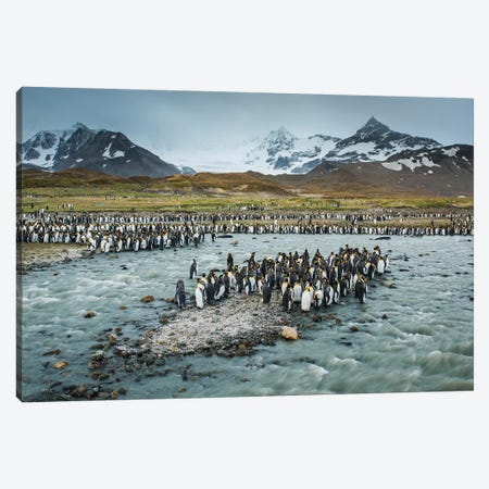 South Georgia Island, St. Andrews Bay. King Penguins And Glacial Meltwater Stream. Canvas Print #YCH163} by Yuri Choufour Canvas Wall Art
