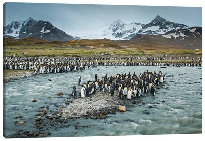South Georgia Island, St. Andrews Bay. King Penguins And Glacial Meltwater Stream. Canvas Art Print - Yuri Choufour