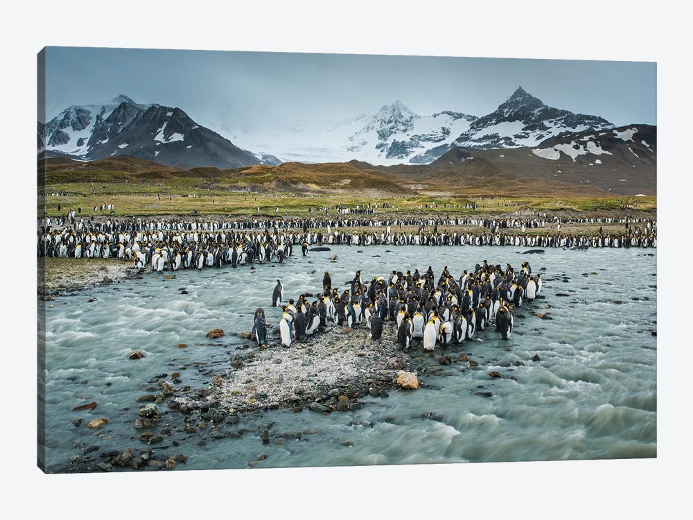 South Georgia Island, St. Andrews Bay. King Penguins And Glacial Meltwater Stream. by Yuri Choufour 1-piece Canvas Art Print