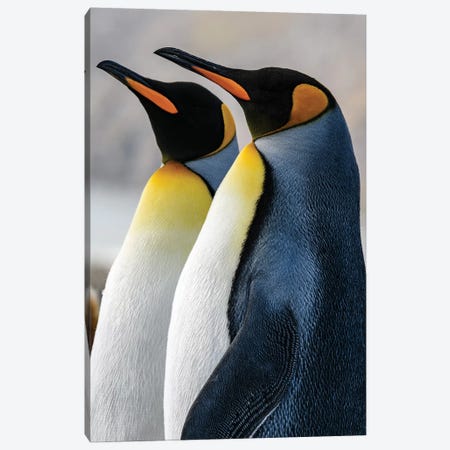 South Georgia Island, St. Andrews Bay. King Penguins. Canvas Print #YCH164} by Yuri Choufour Canvas Art Print