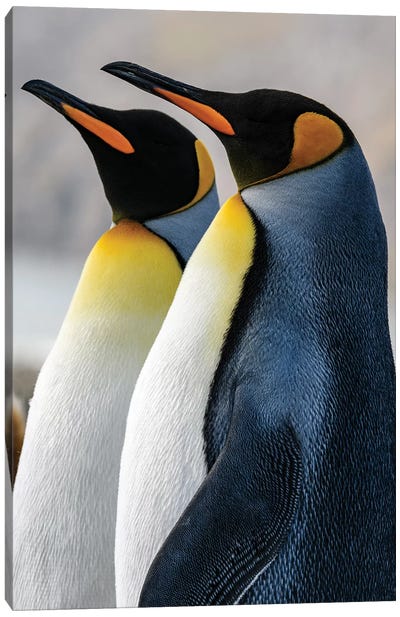 South Georgia Island, St. Andrews Bay. King Penguins. Canvas Art Print - Penguin Art