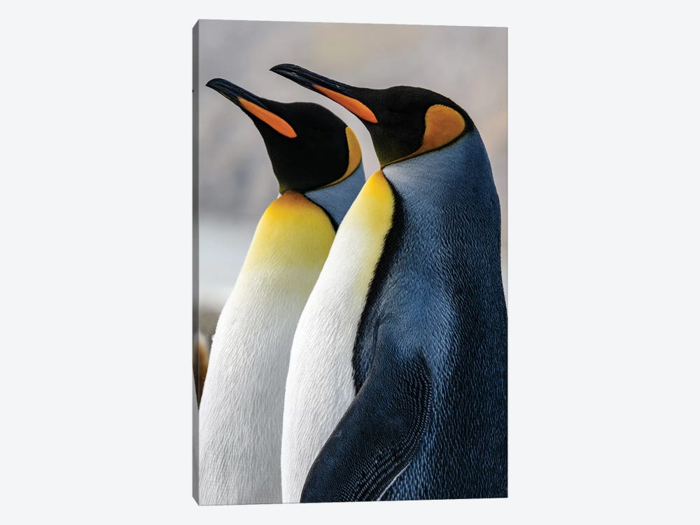 South Georgia Island, St. Andrews Bay. King Penguins. by Yuri Choufour 1-piece Canvas Artwork