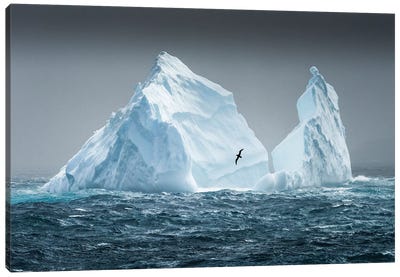 South Georgia Island. Albatross Flying Past Pinnacled Iceberg. Canvas Art Print - Yuri Choufour