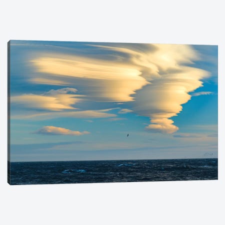 South Georgia Island. Albatross Soars Past Lenticular Clouds At Sunset. Canvas Print #YCH166} by Yuri Choufour Canvas Print