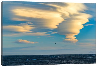South Georgia Island. Albatross Soars Past Lenticular Clouds At Sunset. Canvas Art Print - Yuri Choufour