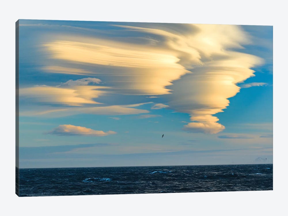South Georgia Island. Albatross Soars Past Lenticular Clouds At Sunset. by Yuri Choufour 1-piece Canvas Wall Art